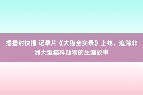 撸撸射快播 记录片《大猫全实录》上线，追踪非洲大型猫科动物的生涯故事